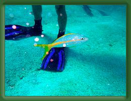 Seabase Scuba 2012 (49) * 4288 x 3216 * (9.63MB)